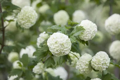 Viburnum opulus 'Roseum' (Viburnum 'Roseum') - afbeelding 12
