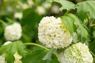 Viburnum opulus 'Roseum' (Viburnum 'Roseum') - afbeelding 20