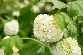 Viburnum opulus 'Roseum' (Viburnum 'Roseum') - afbeelding 20