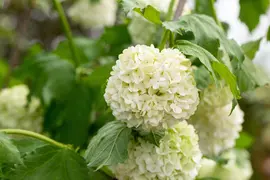 Viburnum opulus 'Roseum' (Viburnum 'Roseum') - afbeelding 21