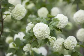 Viburnum opulus 'Roseum' (Viburnum 'Roseum') - afbeelding 12