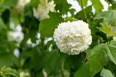 Viburnum opulus 'Roseum' (Viburnum 'Roseum') - afbeelding 23