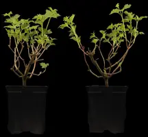 Viburnum opulus 'Roseum' (Viburnum 'Roseum') - afbeelding 4