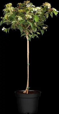 Viburnum plicatum 'Watanabe' (Viburnum 'Watanabe') - afbeelding 1