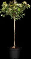 Viburnum plicatum 'Watanabe' (Viburnum 'Watanabe') - afbeelding 1