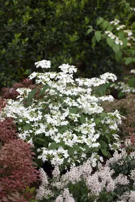 Viburnum plicatum 'Watanabe' (Viburnum 'Watanabe') - afbeelding 2