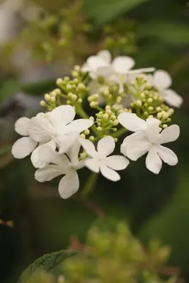 Viburnum plicatum 'Watanabe' (Viburnum 'Watanabe') - afbeelding 5