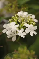 Viburnum plicatum 'Watanabe' (Viburnum 'Watanabe') - afbeelding 5