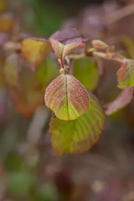 Viburnum plicatum 'Watanabe' (Viburnum 'Watanabe') - afbeelding 7