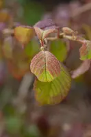 Viburnum plicatum 'Watanabe' (Viburnum 'Watanabe') - afbeelding 7