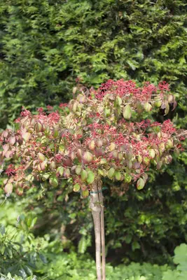 Viburnum plicatum 'Watanabe' (Viburnum 'Watanabe') - afbeelding 8