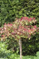Viburnum plicatum 'Watanabe' (Viburnum 'Watanabe') - afbeelding 8