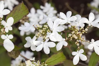 Viburnum plicatum 'Watanabe' (Viburnum 'Watanabe') - afbeelding 3