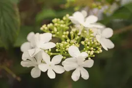 Viburnum plicatum 'Watanabe' (Viburnum 'Watanabe') - afbeelding 4
