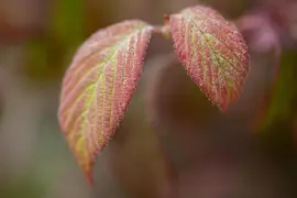 Viburnum plicatum 'Watanabe' (Viburnum 'Watanabe') - afbeelding 6