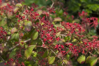 Viburnum plicatum 'Watanabe' (Viburnum 'Watanabe') - afbeelding 9