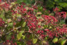 Viburnum plicatum 'Watanabe' (Viburnum 'Watanabe') - afbeelding 9