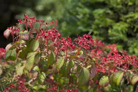 Viburnum plicatum 'Watanabe' (Viburnum 'Watanabe') - afbeelding 10