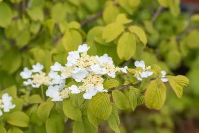 Viburnum plicatum 'Watanabe' (Viburnum 'Watanabe') - afbeelding 12