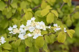 Viburnum plicatum 'Watanabe' (Viburnum 'Watanabe') - afbeelding 12