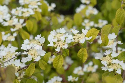 Viburnum plicatum 'Watanabe' (Viburnum 'Watanabe') - afbeelding 13