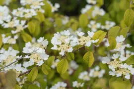 Viburnum plicatum 'Watanabe' (Viburnum 'Watanabe') - afbeelding 13