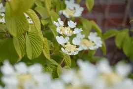 Viburnum plicatum 'Watanabe' (Viburnum 'Watanabe') - afbeelding 14