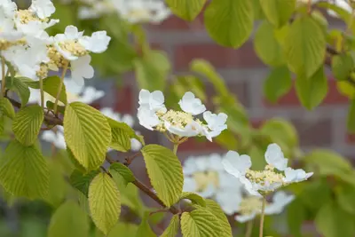 Viburnum plicatum 'Watanabe' (Viburnum 'Watanabe') - afbeelding 15