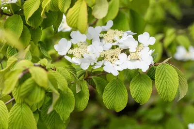 Viburnum plicatum 'Watanabe' (Viburnum 'Watanabe') - afbeelding 16