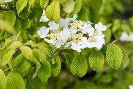 Viburnum plicatum 'Watanabe' (Viburnum 'Watanabe') - afbeelding 16