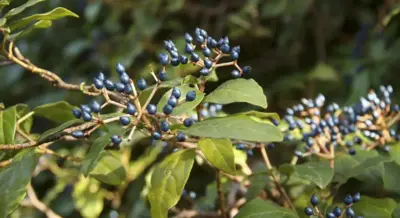 Viburnum tinus 45cm - afbeelding 3