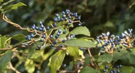 Viburnum tinus 45cm - afbeelding 3
