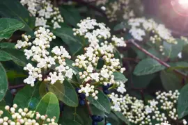 Viburnum tinus 45cm - afbeelding 2