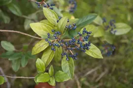 Viburnum tinus 45cm - afbeelding 5