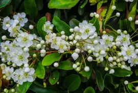 Viburnum tinus 45cm - afbeelding 4