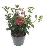 Viburnum tinus 45cm - afbeelding 1