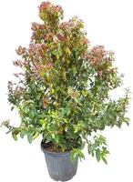 Viburnum tinus eve price p30 h100 - afbeelding 1
