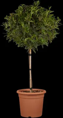 Viburnum tinus 'Eve Price' (Viburnum 'Eve Price') - afbeelding 3