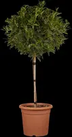 Viburnum tinus 'Eve Price' (Viburnum 'Eve Price') - afbeelding 3