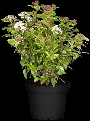 Viburnum tinus 'Eve Price' (Viburnum 'Eve Price') - afbeelding 4