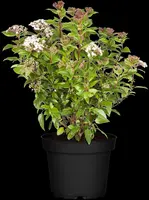 Viburnum tinus 'Eve Price' (Viburnum 'Eve Price') - afbeelding 4
