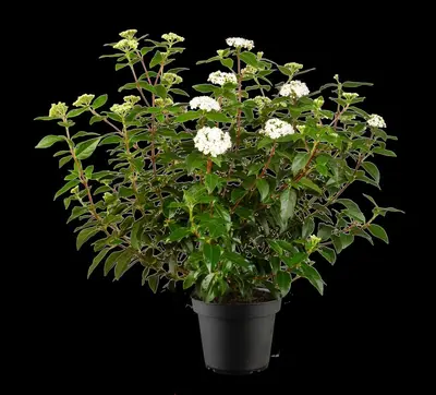Viburnum tinus 'Eve Price' (Viburnum 'Eve Price') - afbeelding 5