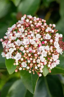 Viburnum tinus 'Loren' (Sneeuwbal 'Loren') - afbeelding 2