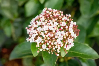Viburnum tinus 'Loren' (Sneeuwbal 'Loren') - afbeelding 3