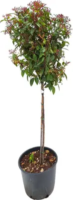 Viburnum tinus (Viburnum) - afbeelding 1