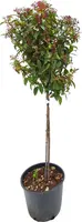 Viburnum tinus (Viburnum) - afbeelding 1