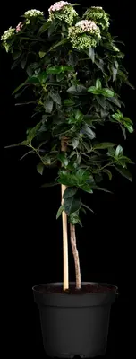 Viburnum tinus (Viburnum) - afbeelding 8