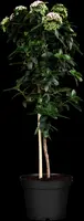 Viburnum tinus (Viburnum) - afbeelding 6