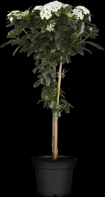 Viburnum tinus (Viburnum) - afbeelding 13