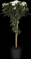 Viburnum tinus (Viburnum) - afbeelding 15